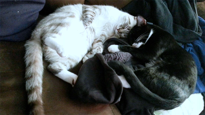 Illustration for article titled Waking the Cat is Normally a Bad Idea. This is the Exception.